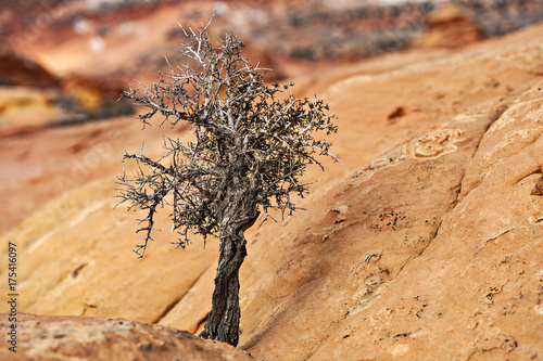 Canvas Print Tenacious Tree