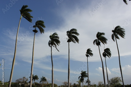 Palmares Cubanos