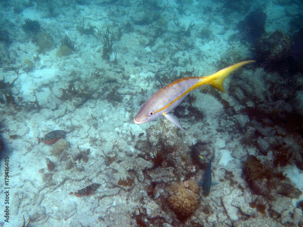 Fototapeta premium Yellow Tail