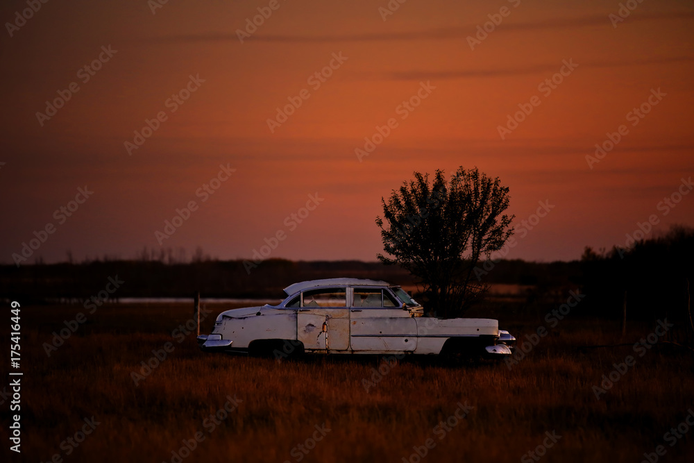 A vintage four door car abandoned in a pasture with a tree growing through the hood in a sunset prairie landscape