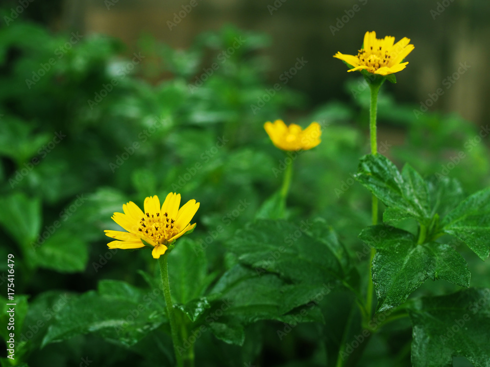 Side view close up yellow small Singapore Creeping Oxeye, Trailing Daisy (Wedelia), with green leaf tree plant bush field background Side view close up yellow small Singapore Creeping Oxeye, Trailing Daisy (Wedelia), with green leaf tree plant bush field background
