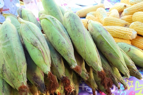 fresh corn at market