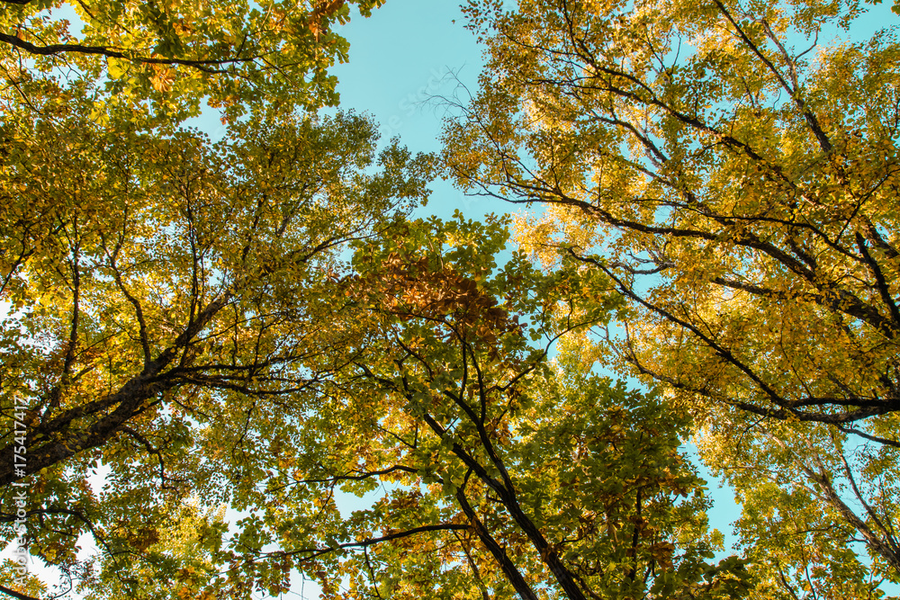 Beautiful autumn forest with yellow and red trees at sunset Beautiful autumn forest with yellow and red trees at sunset