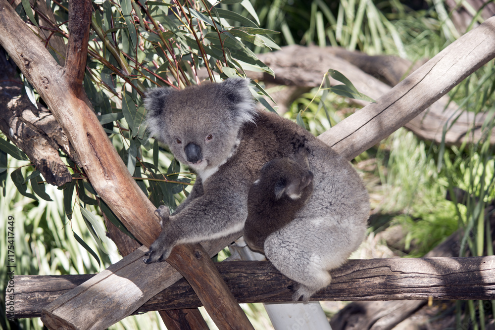 Fototapeta premium koala and her joey