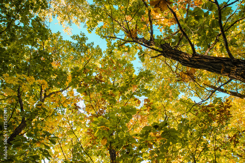 Beautiful autumn forest with yellow and red trees at sunset Beautiful autumn forest with yellow and red trees at sunset