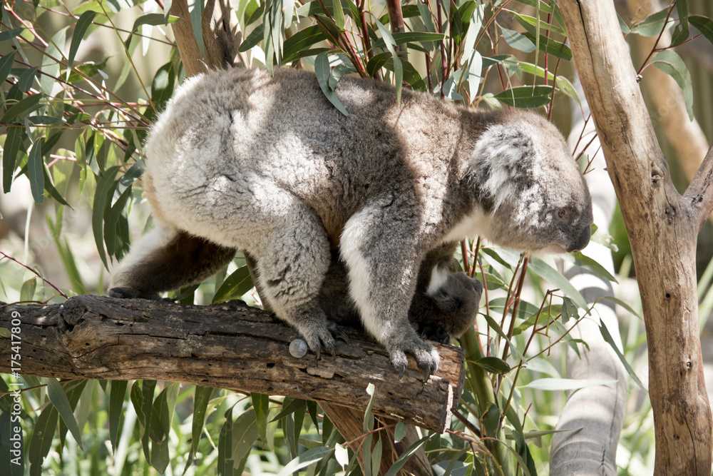Fototapeta premium koala and her joey