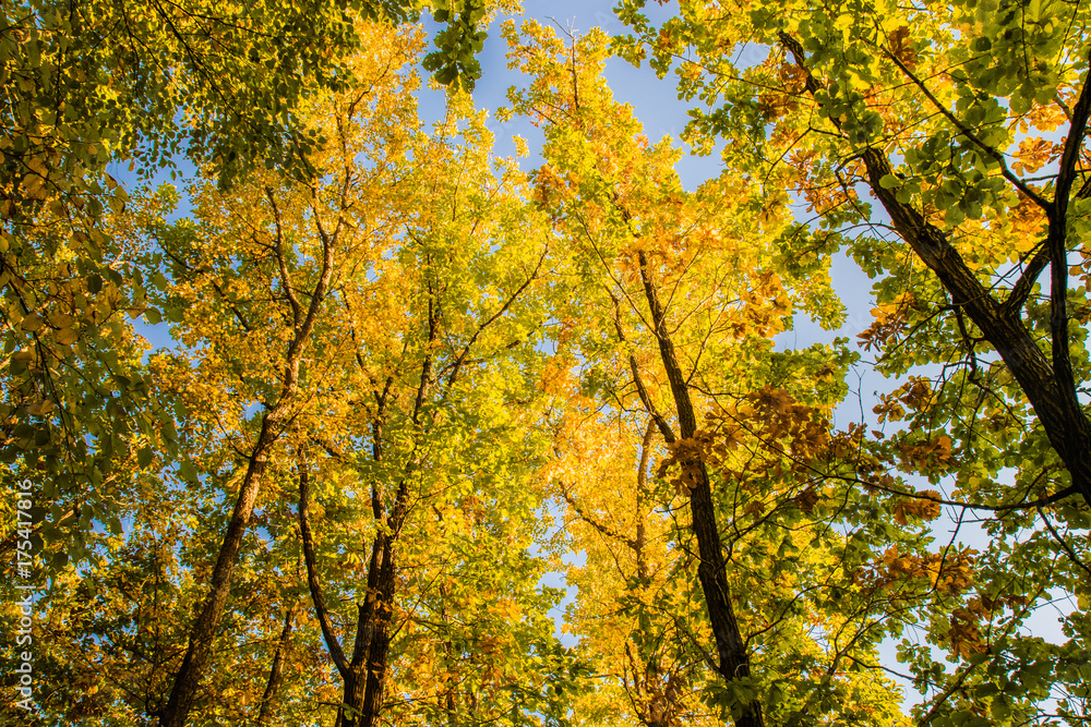 Beautiful autumn forest with yellow and red trees at sunset