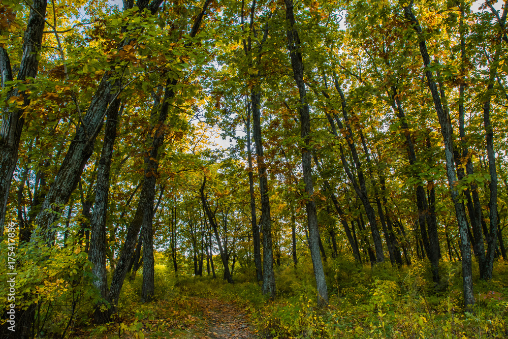 Beautiful autumn forest with yellow and red trees at sunset