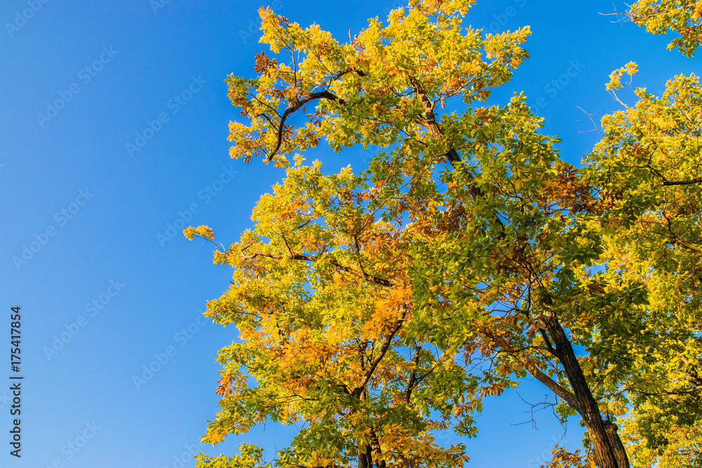 Beautiful autumn forest with yellow and red trees at sunset Beautiful autumn forest with yellow and red trees at sunset
