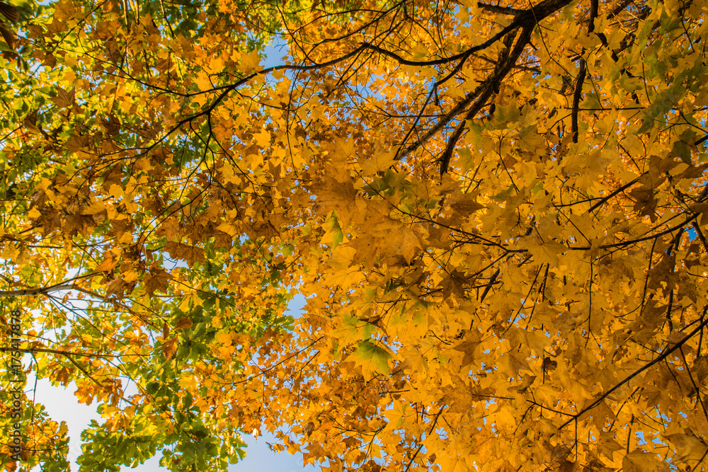 Beautiful autumn forest with yellow and red trees at sunset Beautiful autumn forest with yellow and red trees at sunset