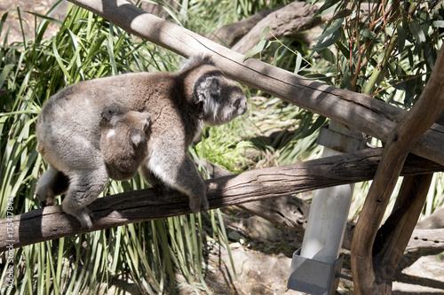 Fototapeta Naklejka Na Ścianę i Meble -  koala and her joey