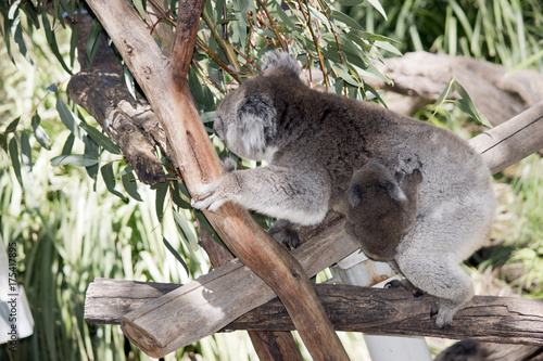 Fototapeta Naklejka Na Ścianę i Meble -  koala and her joey