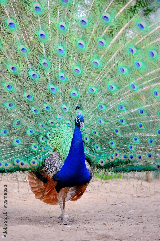 Obraz premium Portrait of peacock with feathers out