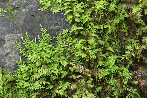 Green ferns and moss growing across a dark grey rock face  horizontal aspect  