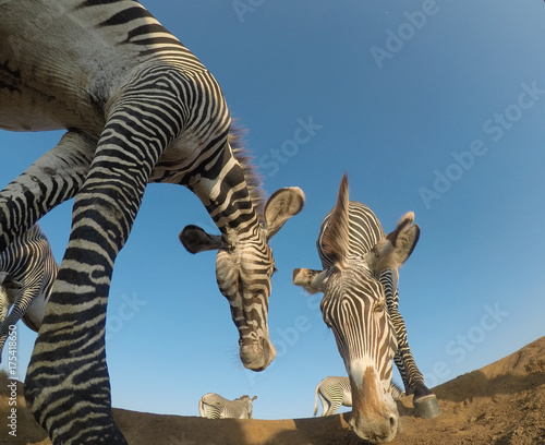 Grevy's Zebra © Richard Carey