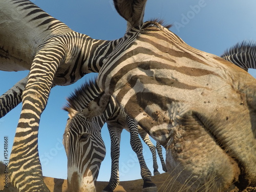 Fototapeta Naklejka Na Ścianę i Meble -  Grevy's Zebra