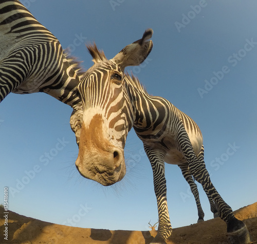 Grevy's Zebra © Richard Carey