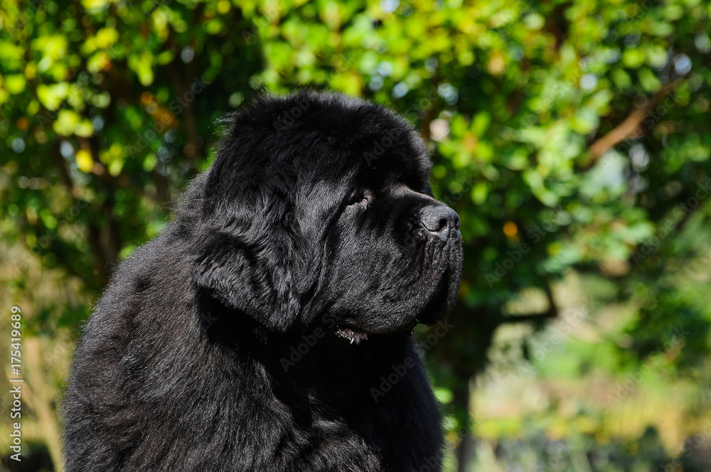 Purebred newfoundland dog Purebred newfoundland dog