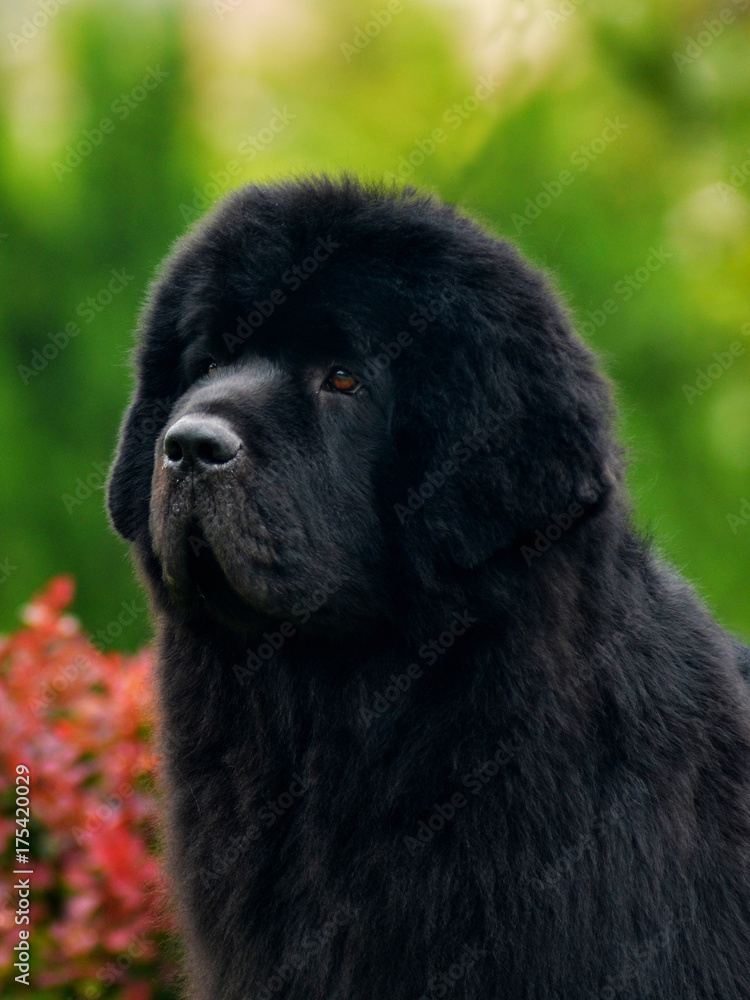 Fototapeta premium Purebred newfoundland dog