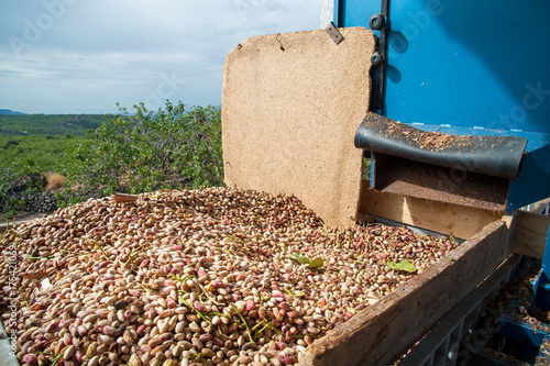 Bin full of just picked pistachios after the hulling process photo