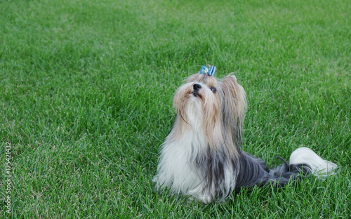 Beautiful male dog breed Beaver Yorkshire terrier with bow on a green lawn photo