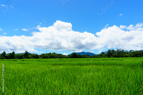 panorama landscape of rural organic rice paddy field with blue sky and cloud and tree background at countryside of north part of thailand. lampang province. agriculture, organic food concept. © yanadhorn