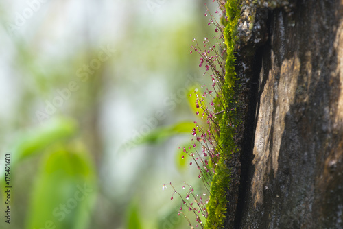 Small organisms in tropical...