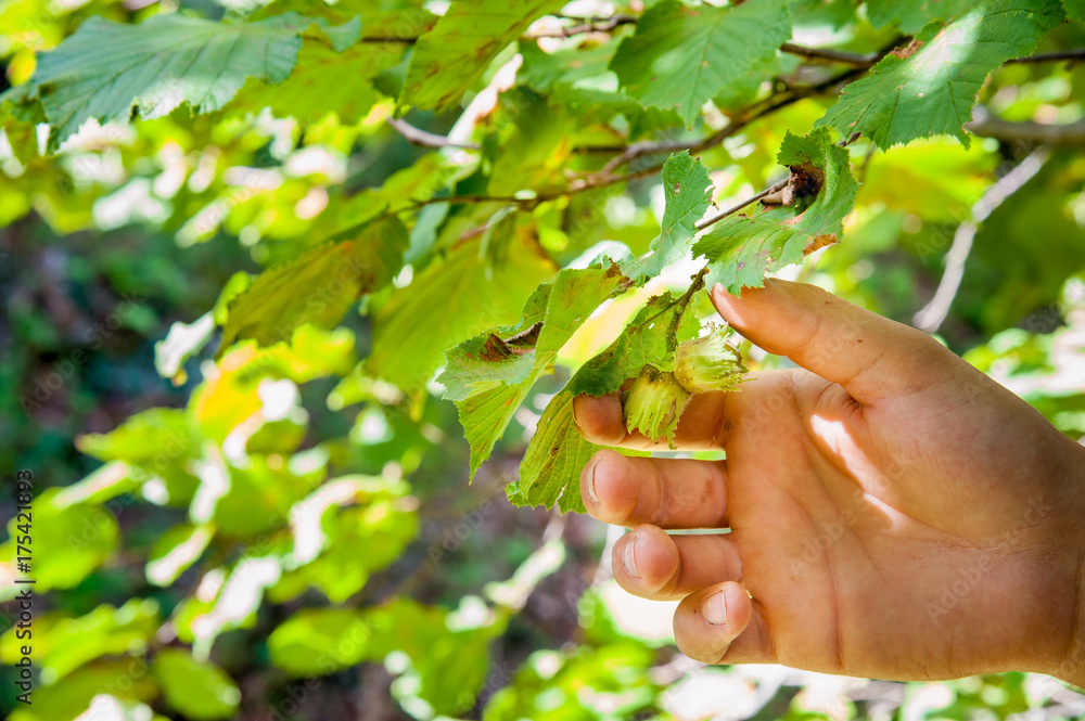 Closeup view of a hazelnut picker's hand during harvest season Closeup view of a hazelnut picker's hand during harvest season