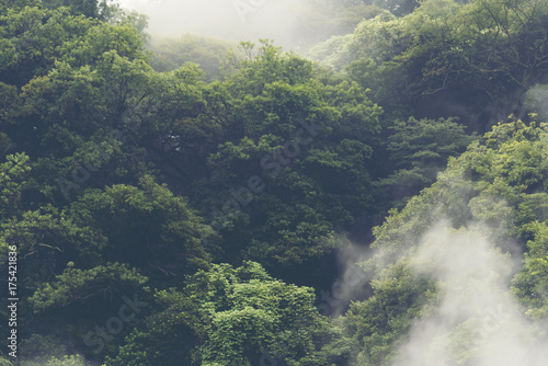 tropical forest in Japan, v...