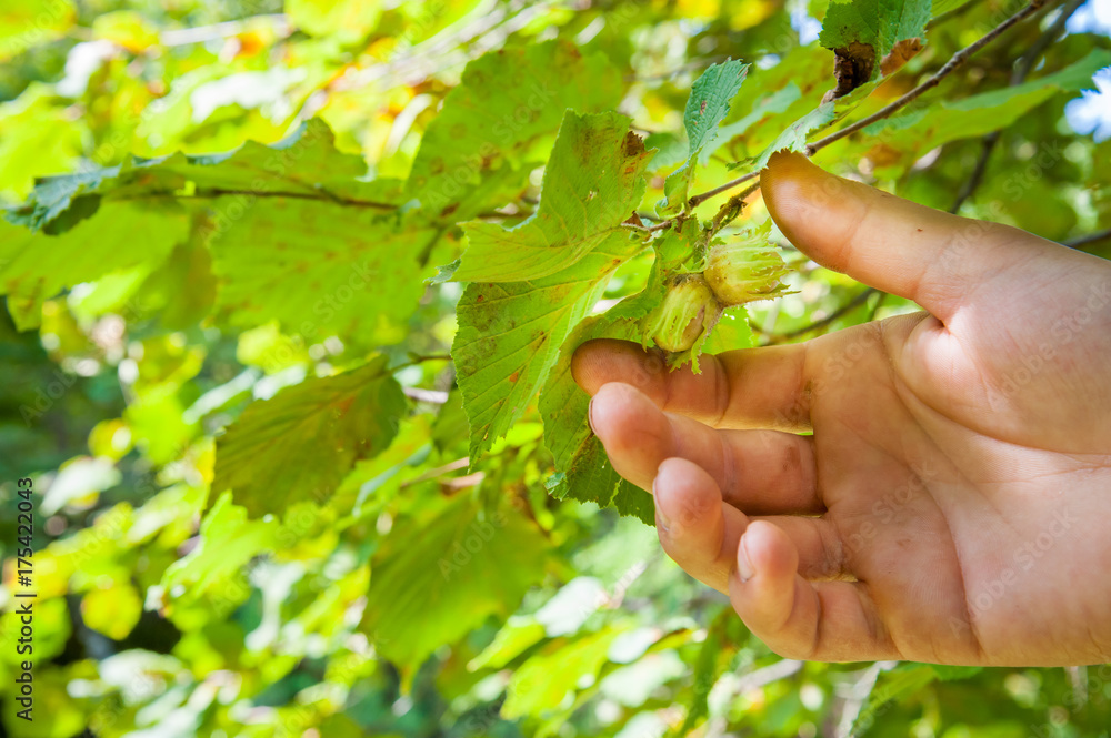 Closeup view of a hazelnut picker's hand during harvest season Closeup view of a hazelnut picker's hand during harvest season