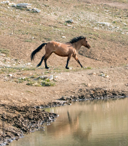 Wallpaper Mural Bay Dun Buckskin Stallion wild horse running next to water hole in the Pryor Mountains Wild Horse Range on the state border of Montana and Wyoming United States Torontodigital.ca