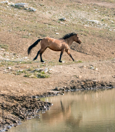 Bay Dun Buckskin Stallion wild horse running next to water hole in the Pryor Mountains Wild Horse Range on the state border of Montana and Wyoming United States