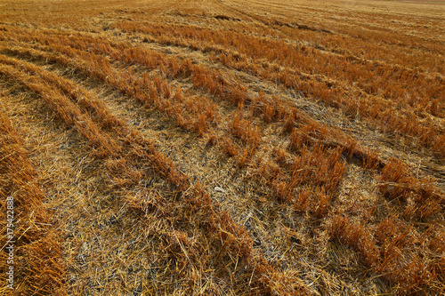 Hay Field Stubble Abstract