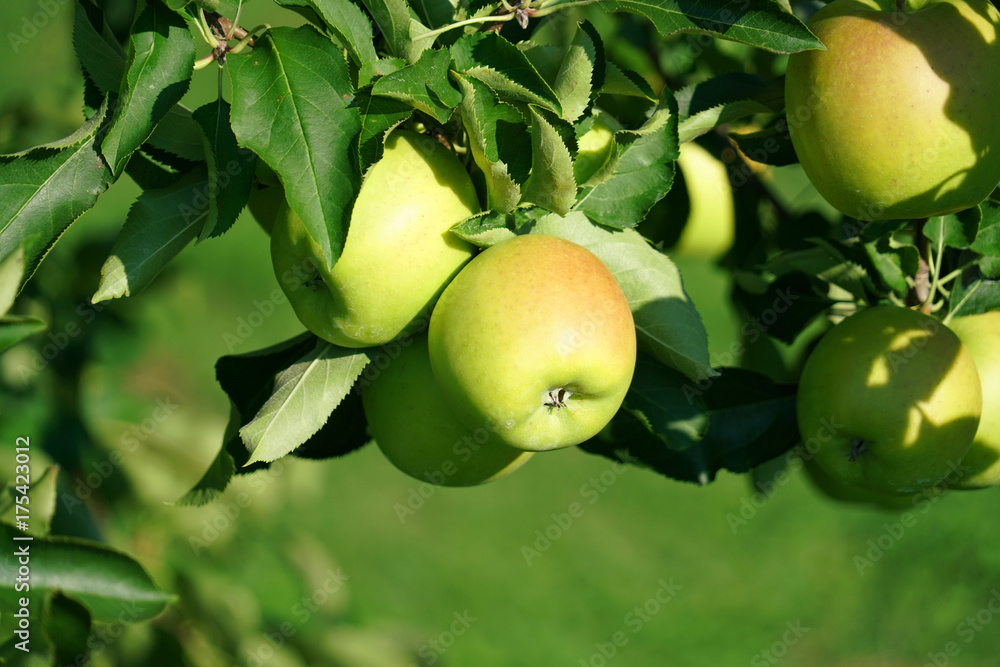Fresh apples on the tree Fresh apples on the tree