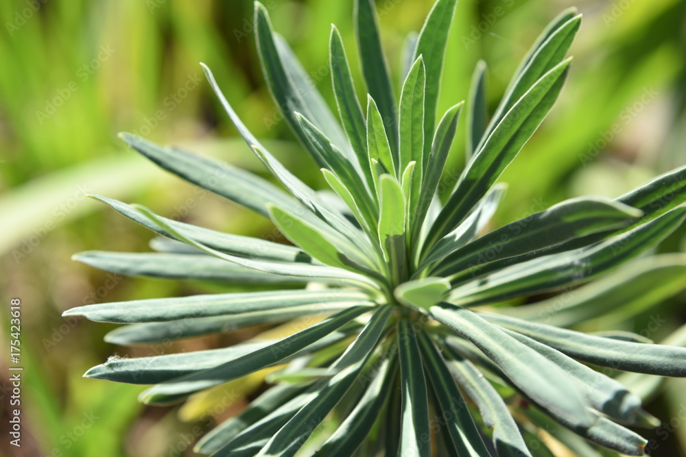 plant plant