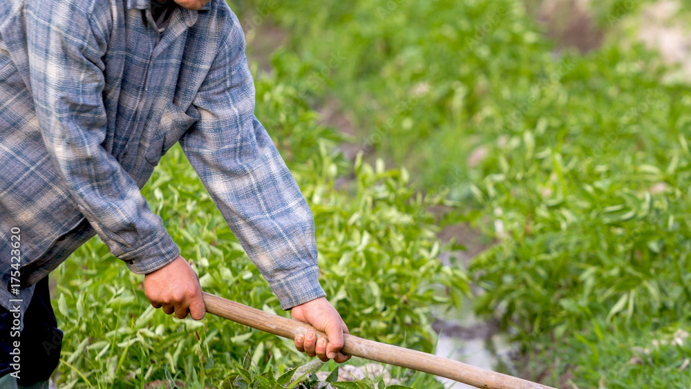 farmer digging bush potato in hand on sunny farmer digging bush potato in hand on sunny