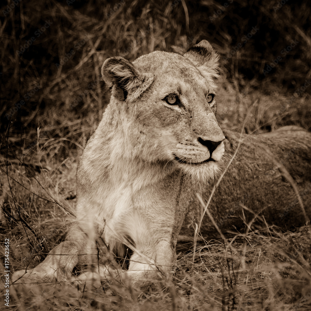 Naklejka premium Lioness