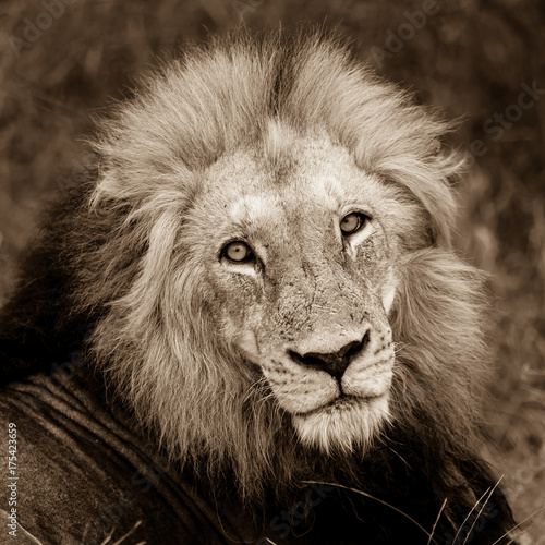 Face of the male lion