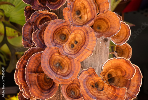 Lingzhi mushroom on driftwood in nature