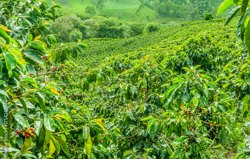 Coffee Plantation in Jerico, Colombia