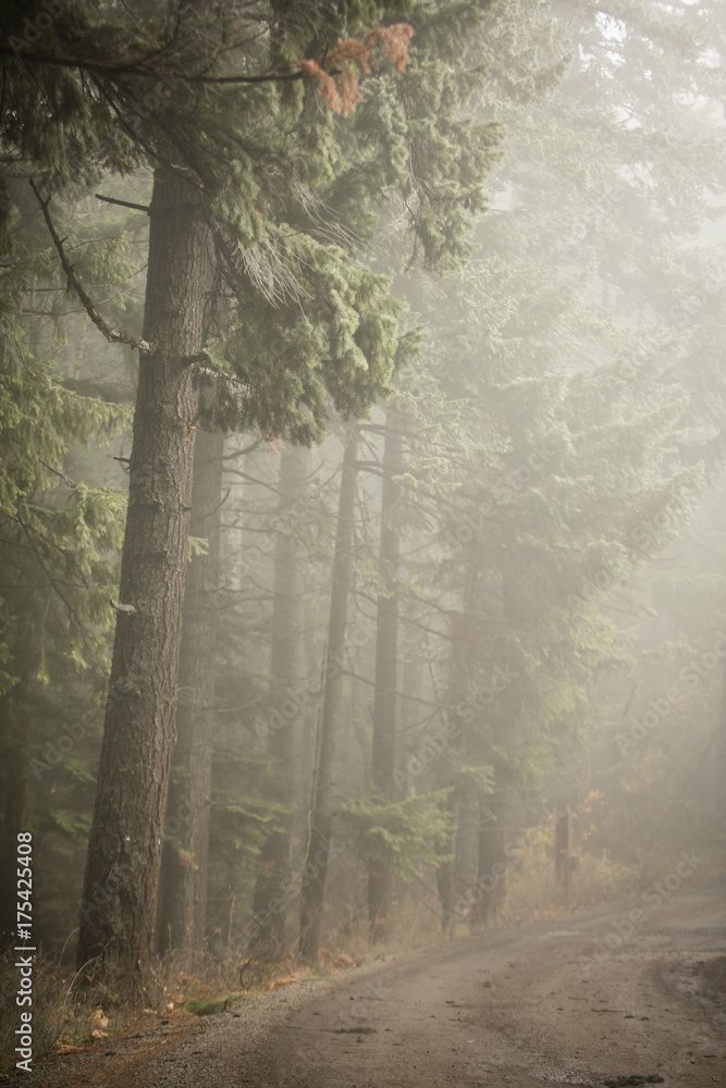 Obraz premium Foggy forest