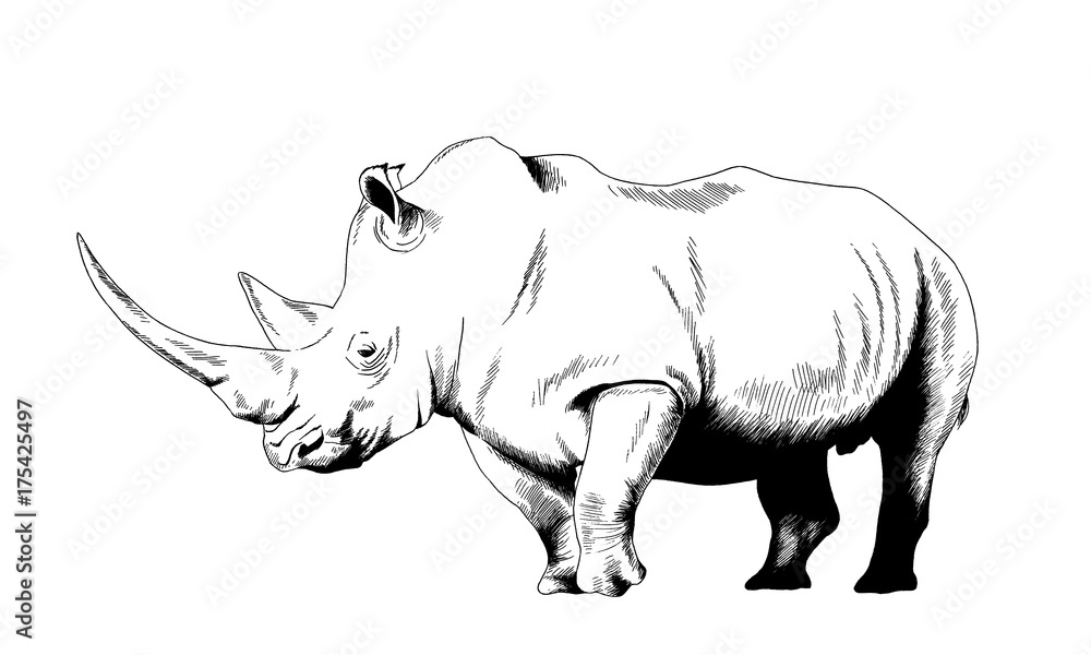 Fototapeta premium atakujący duży nosorożec narysowany ręcznie na białym tle oddzielony tatuaż