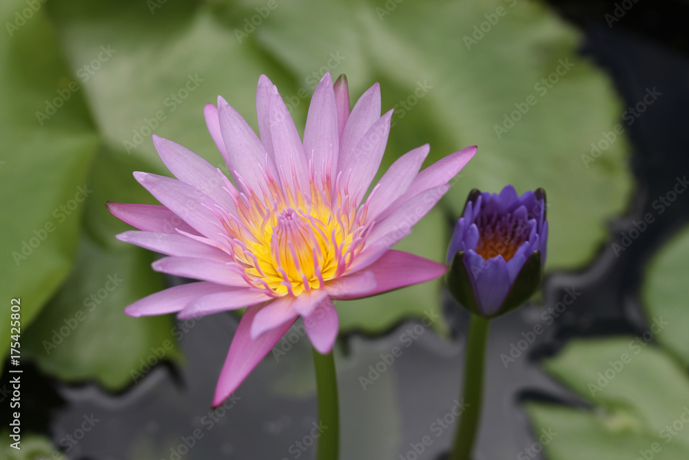 flower, yellow, nature, plant, biology, botany, flora. close up, macro, lotus flower, yellow, nature, plant, biology, botany, flora. close up, macro, lotus