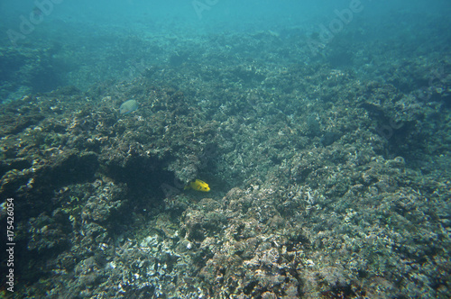 Fototapeta Naklejka Na Ścianę i Meble -  Yellow Spotted Puffer hiding under a coral