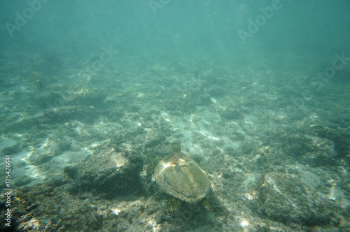 Hawksbill Turtle in the reef