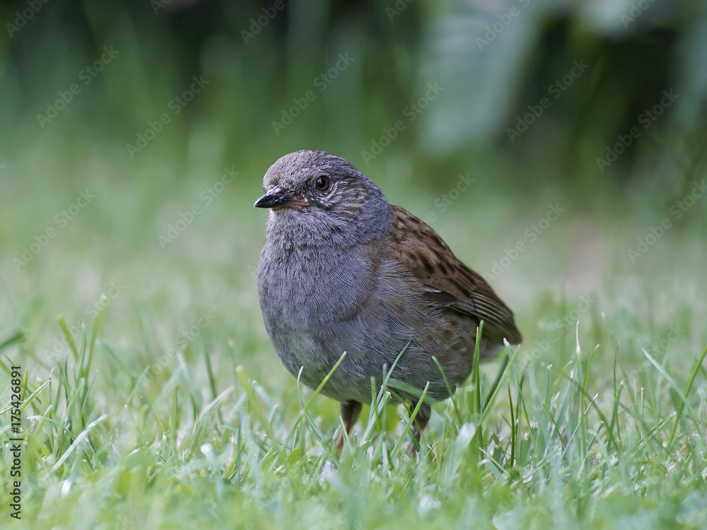 Fototapeta premium Dunnock (Prunella modularis)