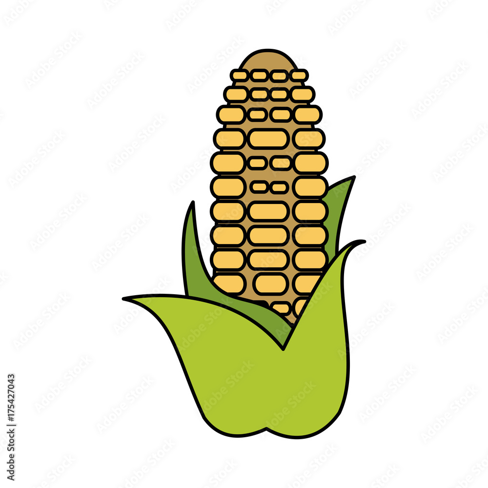 corn knob vegetable icon image vector illustration design corn knob vegetable icon image vector illustration design