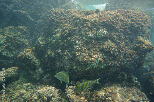 Pair of striped Surgeonfish in front of a granite rock