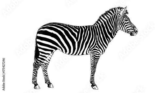 Zebra drawn with ink on a white background