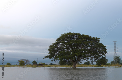 Large tree alone on the water.